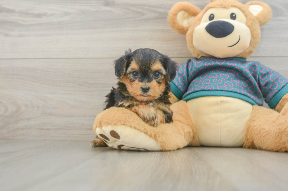 5 week old Yorkie Poo Puppy For Sale - Puppy Love PR
