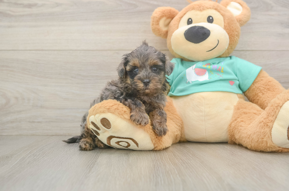 5 week old Yorkie Poo Puppy For Sale - Puppy Love PR