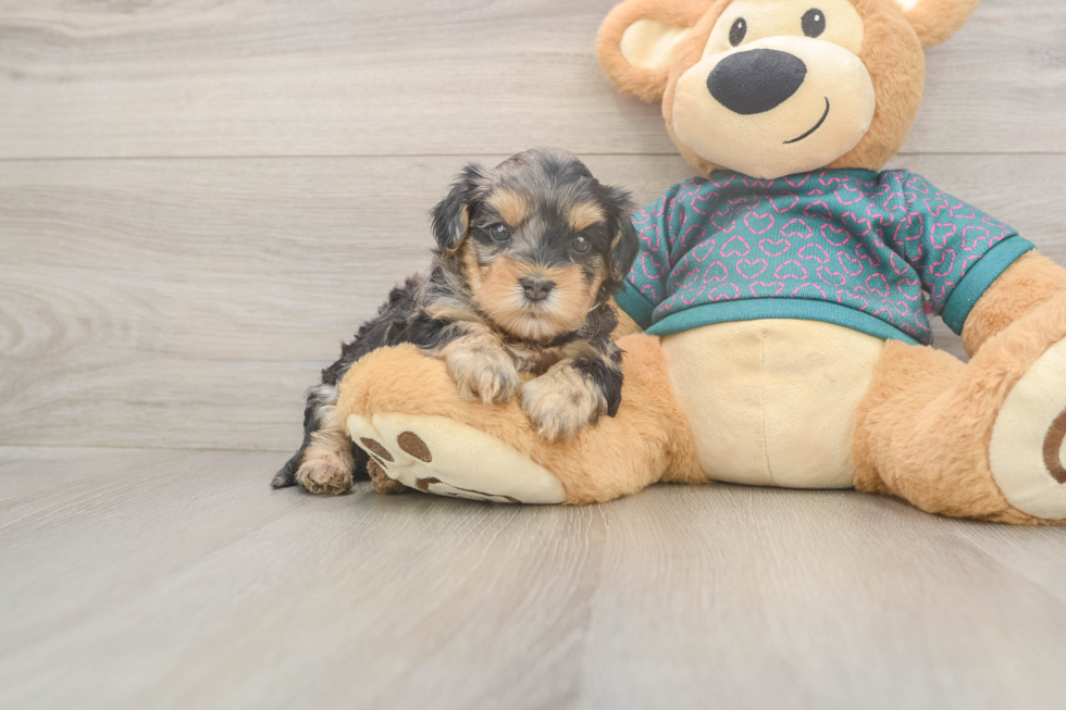 Adorable Yorkiedoodle Poodle Mix Puppy