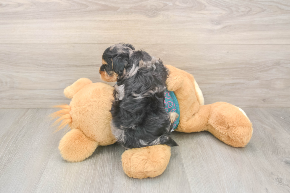 Happy Yorkie Poo Baby