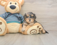 7 week old Yorkie Poo Puppy For Sale - Puppy Love PR