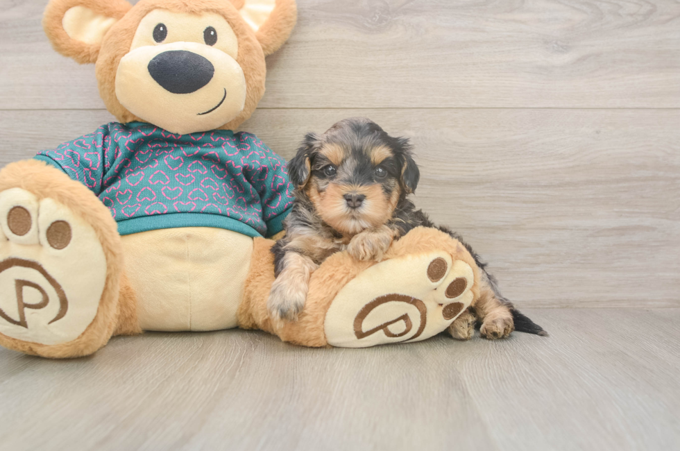 5 week old Yorkie Poo Puppy For Sale - Puppy Love PR