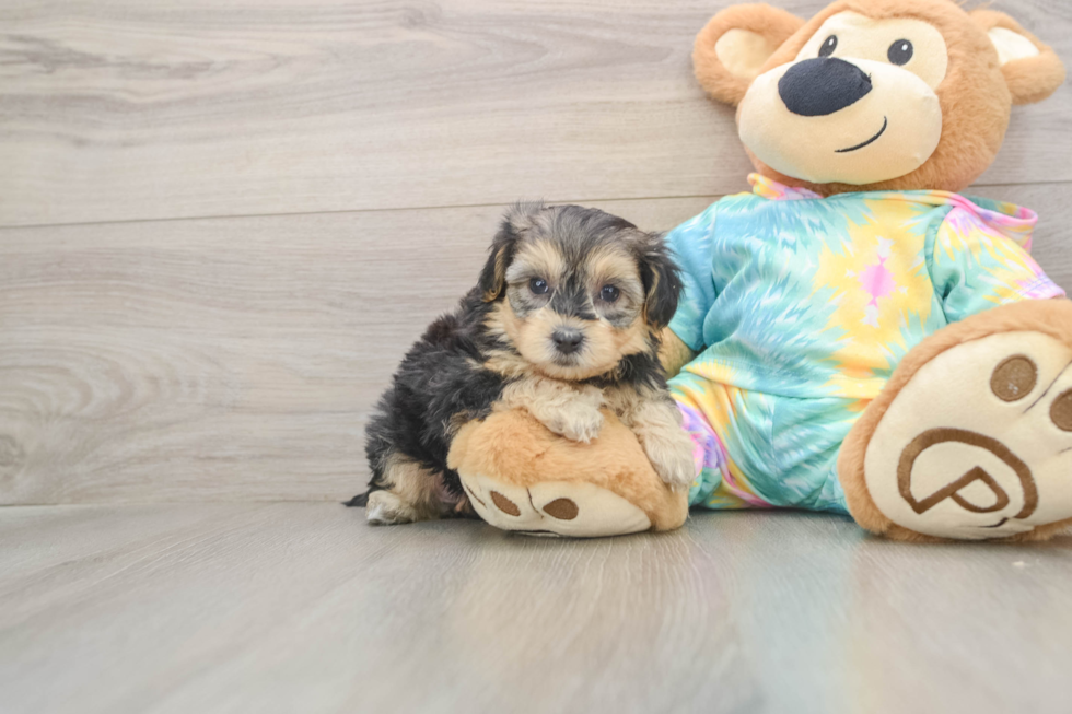 Cute Yorkie Poo Baby