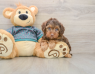 8 week old Yorkie Poo Puppy For Sale - Puppy Love PR