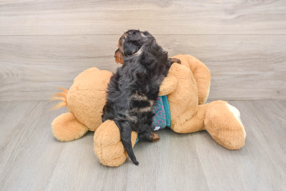 Sweet Yorkie Poo Baby