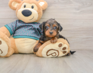 9 week old Yorkie Poo Puppy For Sale - Puppy Love PR