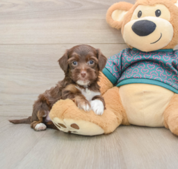7 week old Yorkie Poo Puppy For Sale - Puppy Love PR
