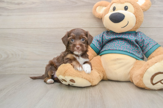 Yorkie Poo Pup Being Cute