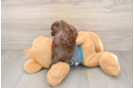 Funny Yorkie Poo Poodle Mix Pup