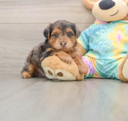 7 week old Yorkie Poo Puppy For Sale - Puppy Love PR