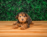 10 week old Yorkie Poo Puppy For Sale - Puppy Love PR
