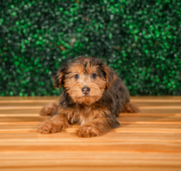 10 week old Yorkie Poo Puppy For Sale - Puppy Love PR