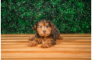 Cute Yorkie Poodle Mix Poodle Mix Puppy
