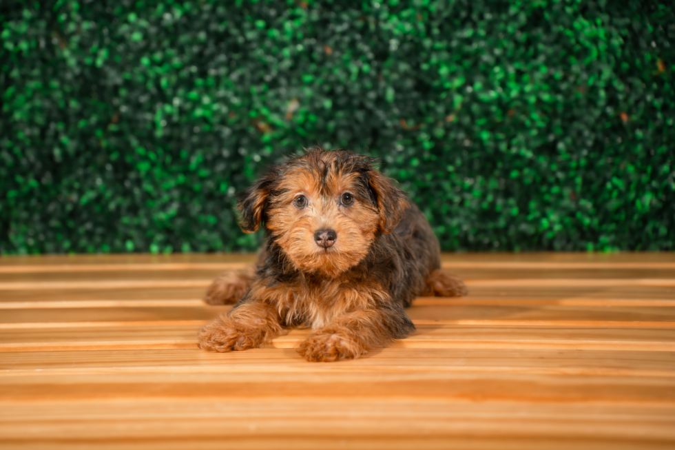 Cute Yorkie Poodle Mix Poodle Mix Puppy