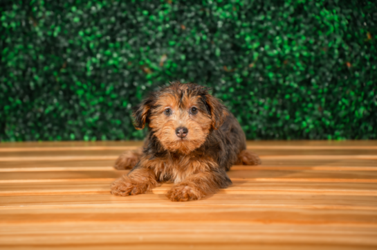 Cute Yorkie Poodle Mix Poodle Mix Puppy