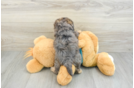 Fluffy Yorkie Poo Poodle Mix Pup