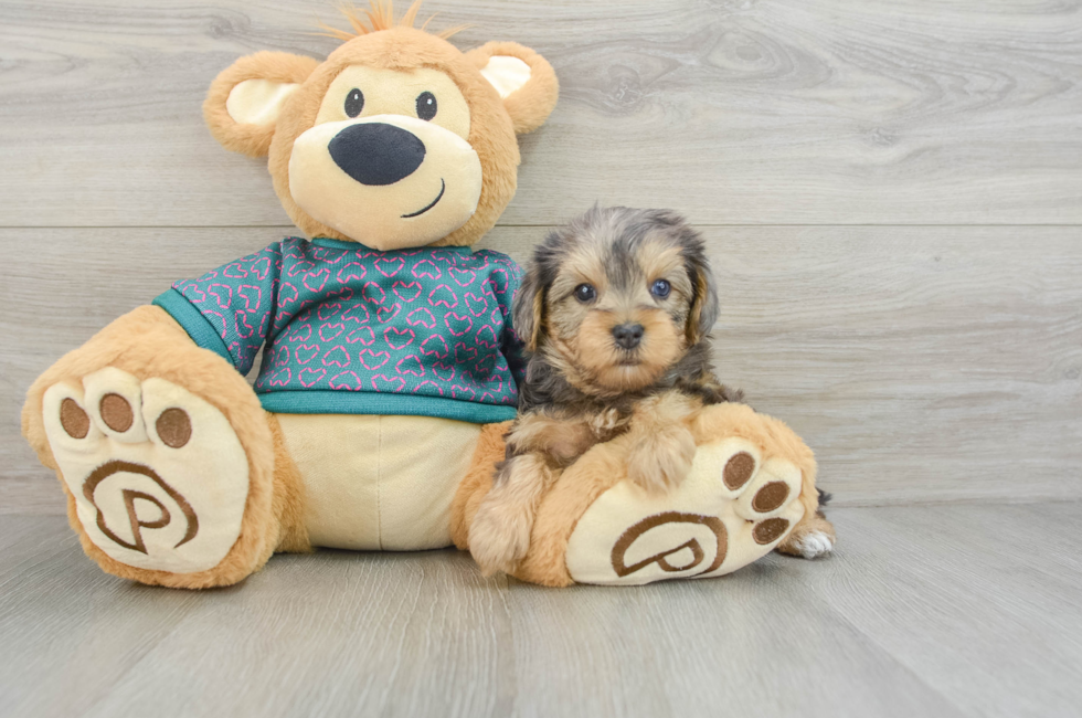 5 week old Yorkie Poo Puppy For Sale - Puppy Love PR