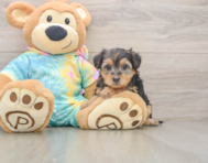 8 week old Yorkie Poo Puppy For Sale - Puppy Love PR