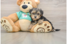 Playful Yo Yo Poo Poodle Mix Puppy