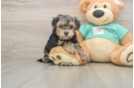 Yorkie Poo Puppy for Adoption