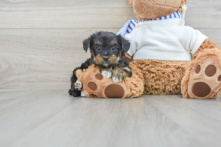 Sweet Yorkie Poo Baby