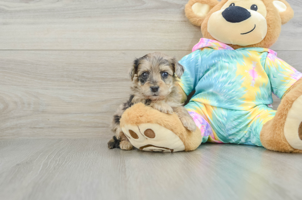 5 week old Yorkie Poo Puppy For Sale - Puppy Love PR