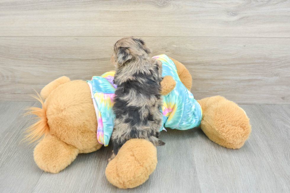 Yorkie Poo Puppy for Adoption