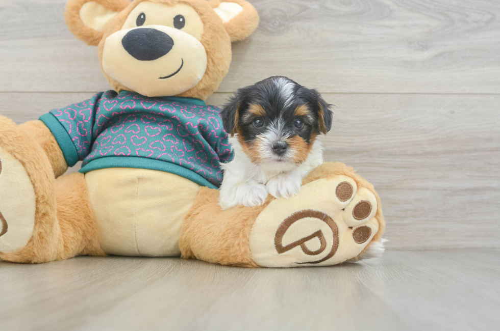 5 week old Yorkie Poo Puppy For Sale - Puppy Love PR