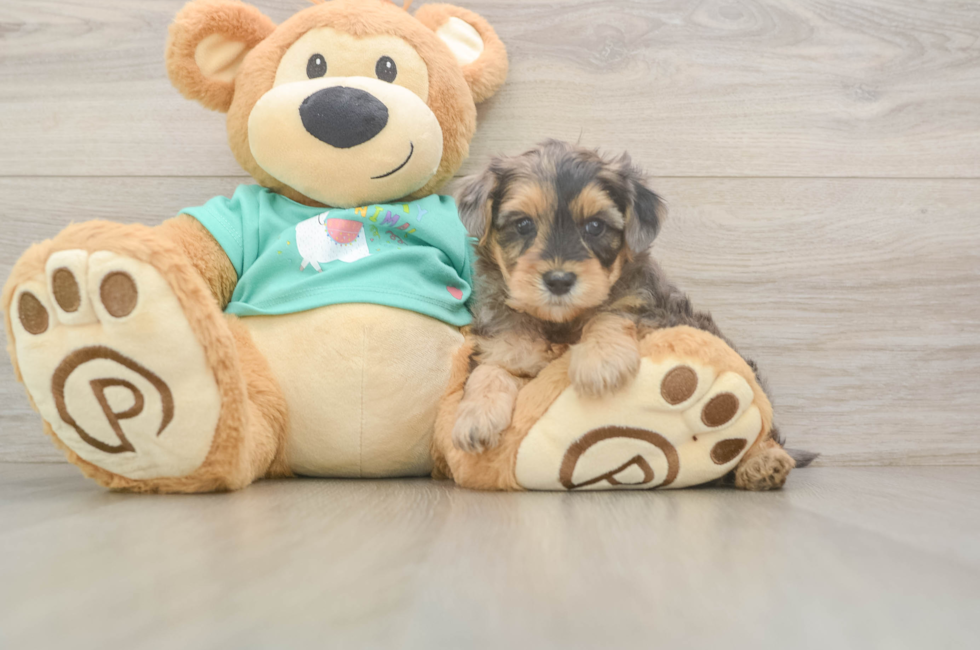 5 week old Yorkie Poo Puppy For Sale - Puppy Love PR