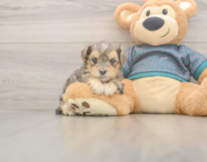 7 week old Yorkie Poo Puppy For Sale - Puppy Love PR