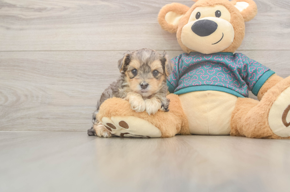 5 week old Yorkie Poo Puppy For Sale - Puppy Love PR