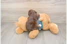 Playful Yo Yo Poo Poodle Mix Puppy