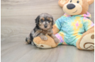 Yorkie Poo Puppy for Adoption
