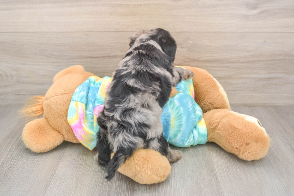 Yorkie Poo Puppy for Adoption