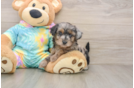 Yorkie Poo Pup Being Cute