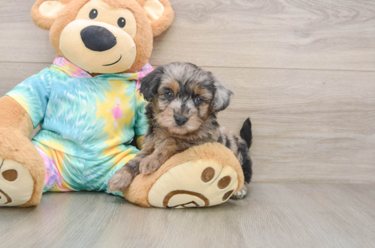 Yorkie Poo Pup Being Cute
