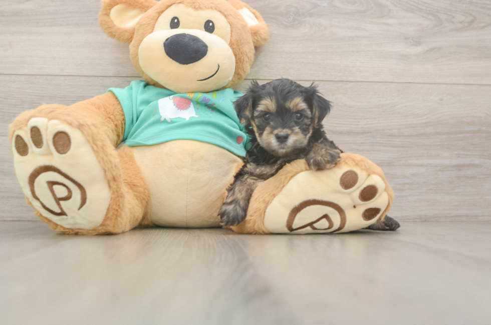 5 week old Yorkie Poo Puppy For Sale - Puppy Love PR