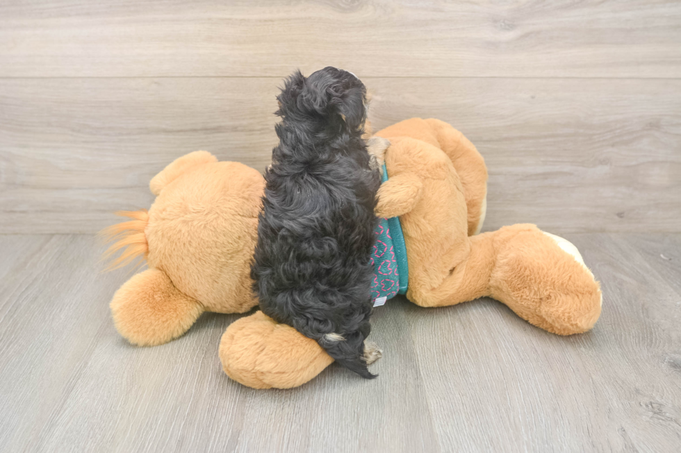 Yorkie Poo Pup Being Cute