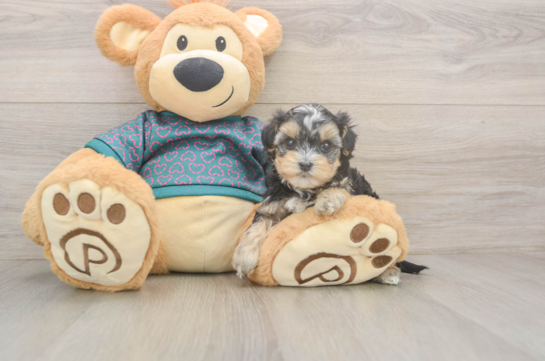 Yorkie Poo Puppy for Adoption