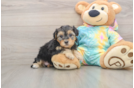 Yorkie Poo Pup Being Cute
