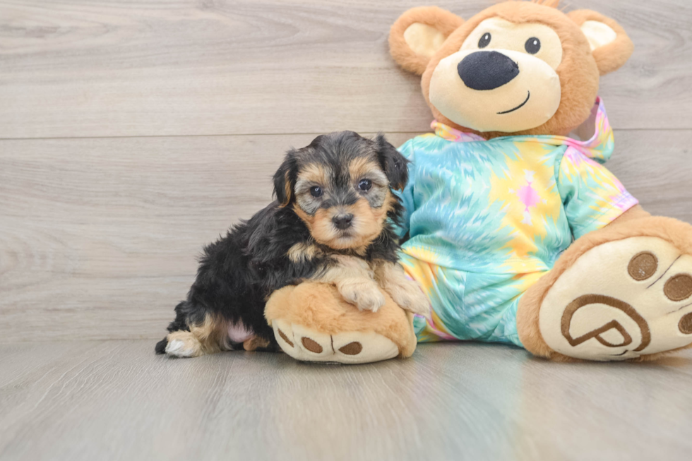 Yorkie Poo Pup Being Cute