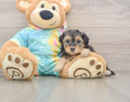 8 week old Yorkie Poo Puppy For Sale - Puppy Love PR