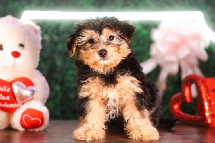 Cute Yorkipoo Poodle Mix Puppy