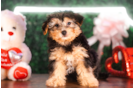 Cute Yorkipoo Poodle Mix Puppy