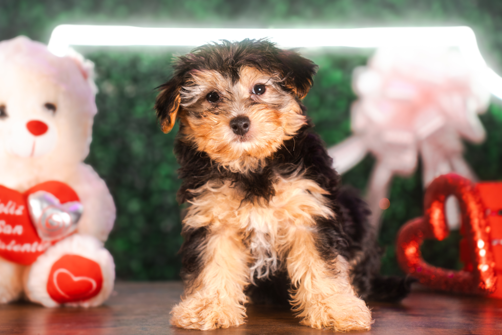 Cute Yorkipoo Poodle Mix Puppy