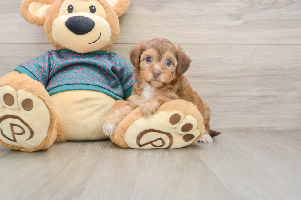 Happy Yorkie Poo Baby