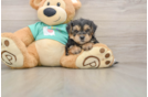 Little Yorkie Poodle Mix Poodle Mix Puppy