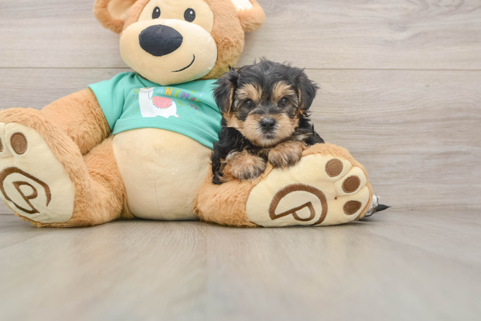 Little Yorkie Poodle Mix Poodle Mix Puppy