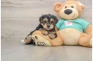 Yorkie Poo Puppy for Adoption
