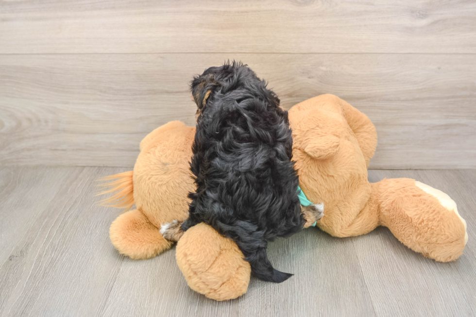 Best Yorkie Poo Baby